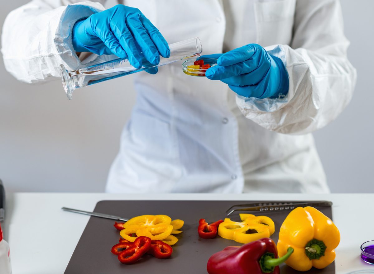 Food safety technician testing sliced peppers in a laboratory