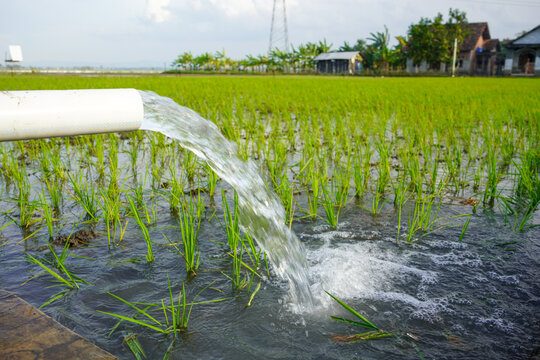 Irrigation water flowing into a young rice paddy